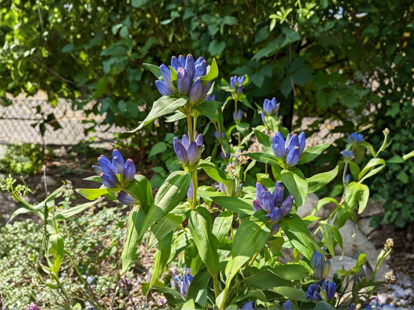 Bottle Gentian Seeds - Gentiana Andrewsii, Deep Blue Flowering Perennial for Garden Beds & Natural Landscapes
