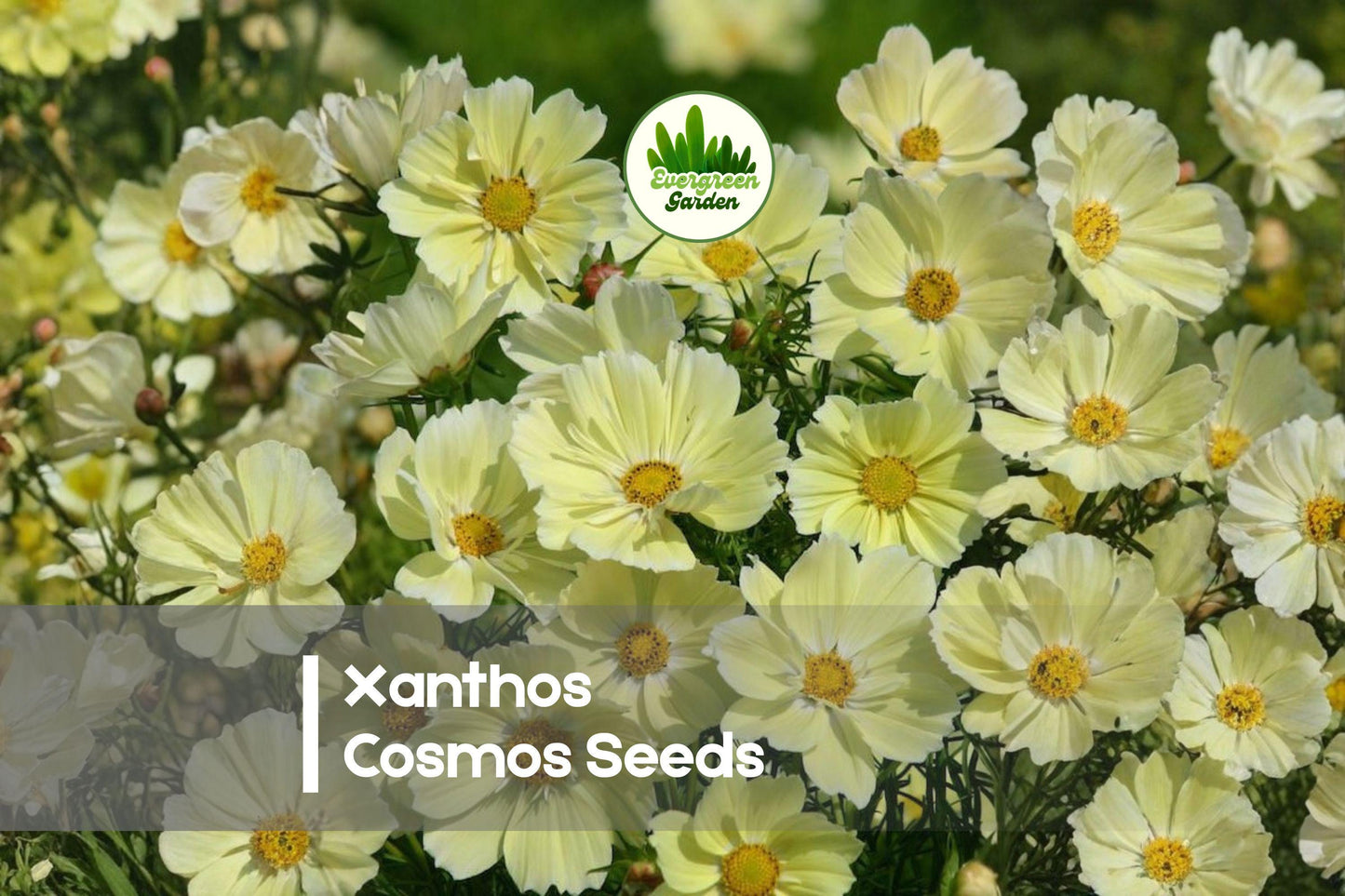 200 Xanthos Cosmos Seeds - Soft Lemon Yellow Blooms, Cosmos bipinnatus, Annual, Pollinator-Friendly, Easy to Grow, Borders & Cut Flowers