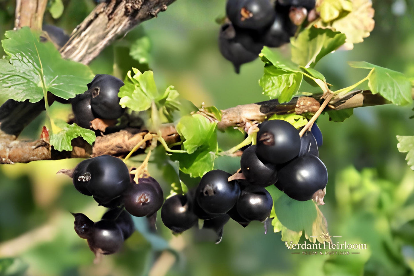 Jostaberry Gooseberry Cuttings – Ribes × nidigrolaria, Unrooted Berry Shrub for Garden, Edible Dark Berries, USDA Zones 3–8