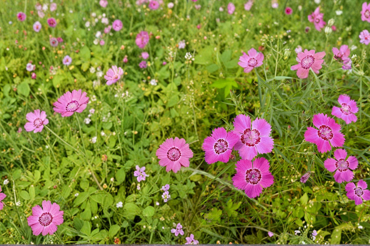 Maiden Pinks Seeds 500 Dianthus deltoides Perennial Groundcover Dark Pink Flowers for Borders & Rock Gardens