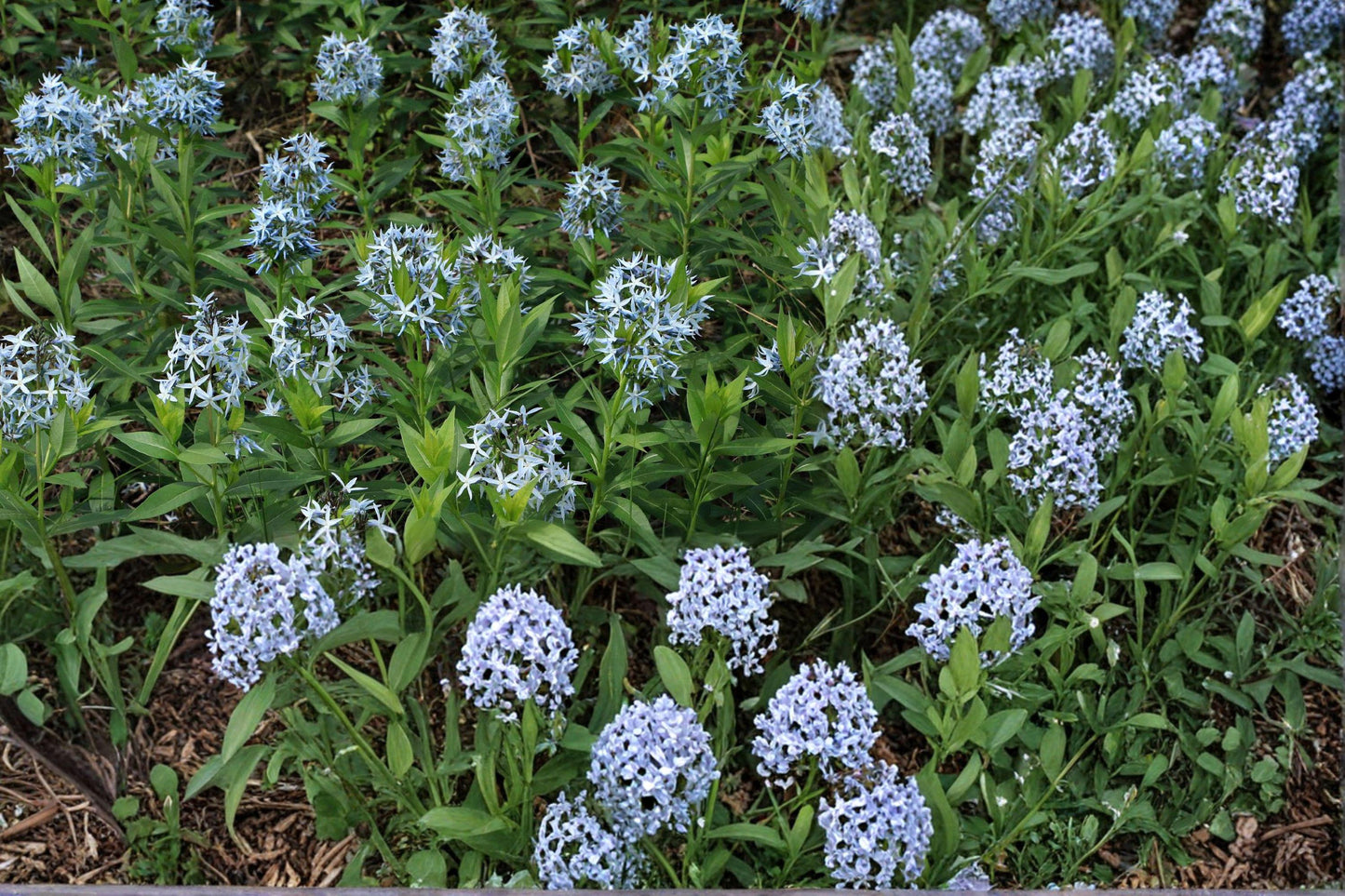 Shining Blue Star Perennial Flower Seeds – Amsonia illustris – Blue Spring Blooms, Native Wildflower, Pollinator Friendly, 20 Seeds