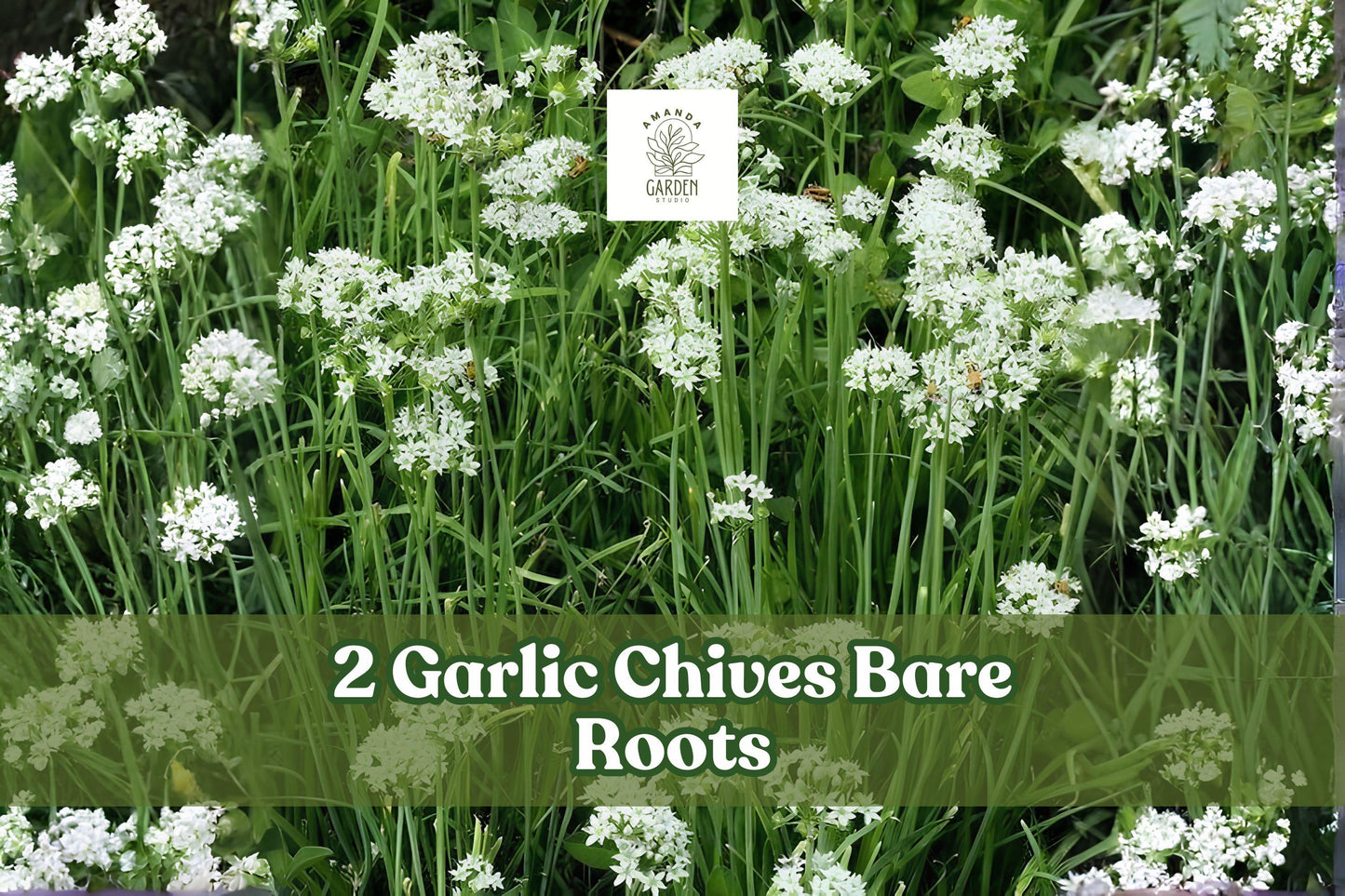 Garlic Chives Bare Roots 2 Pack Allium tuberosum Culinary Herb Plant for Garden, Container, Herb Garden