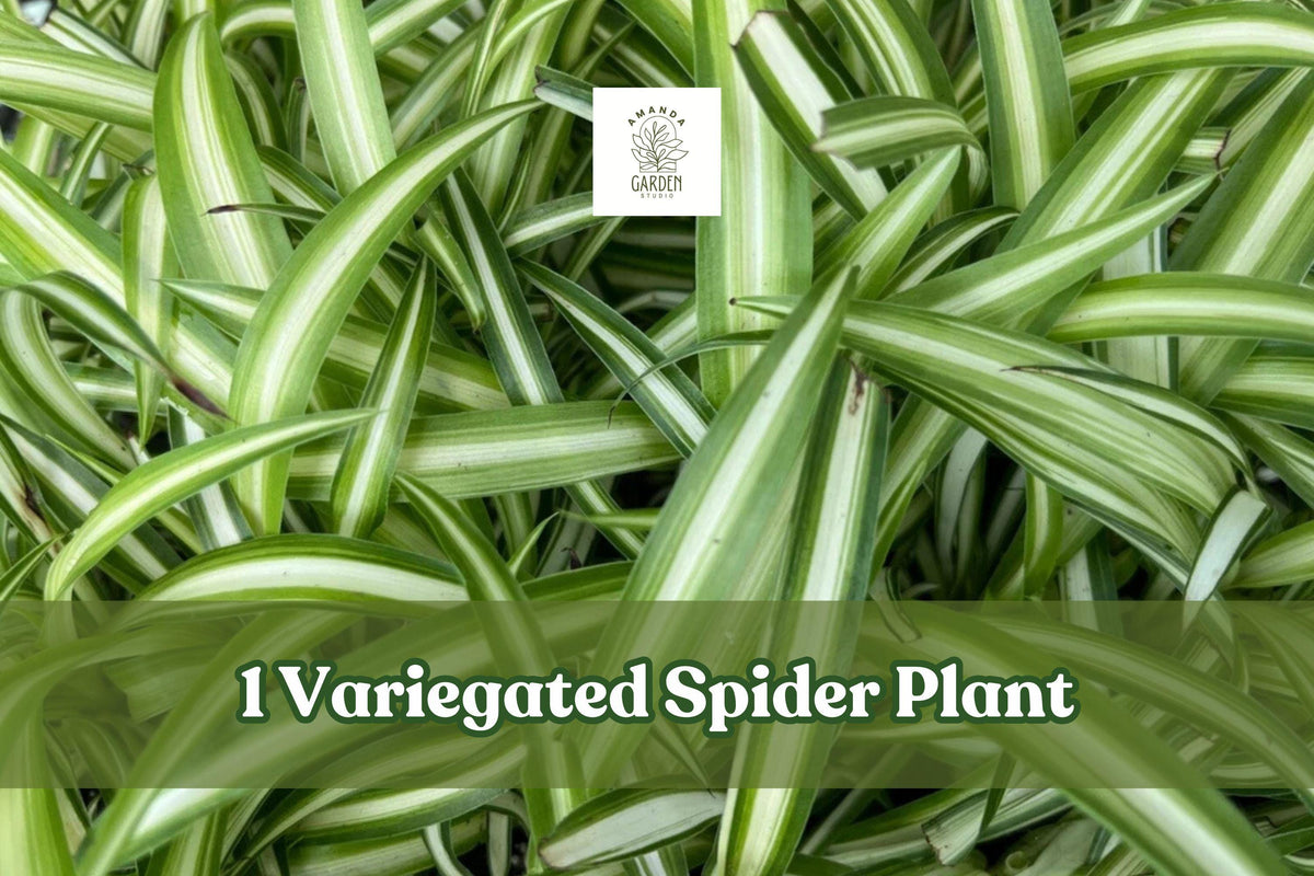Variegated Spider Plant Live Plug, Chlorophytum Comosum, Indoor Houseplant, Hanging Basket, Foliage Plant