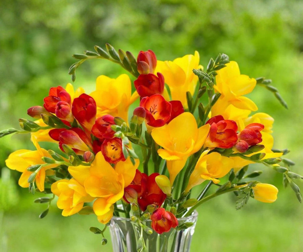 Freesia Fire & Ice Collection Bulbs – Fragrant Red, White, Yellow Spring Flowers – Freesia Hybrids