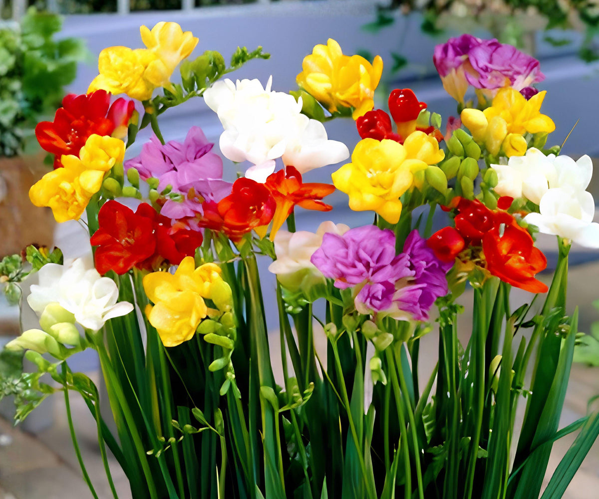 Freesia Berries & Cream Bulbs – Fragrant Spring Flowers in Pink, Violet, White – Freesia Hybrids, 45 Count