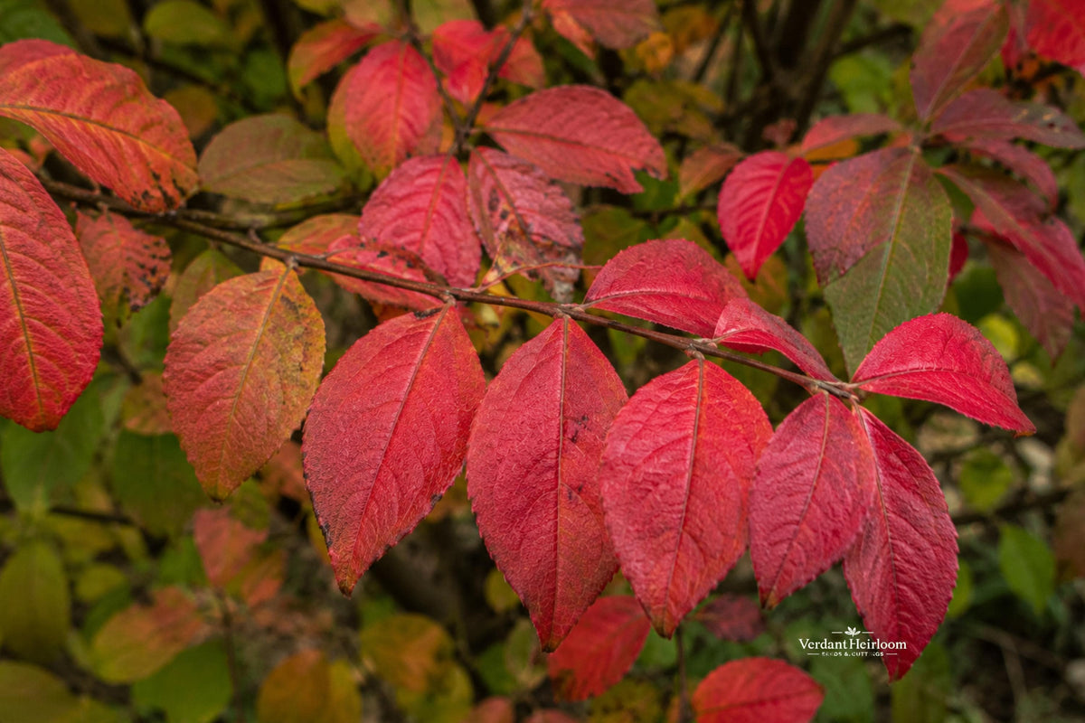 Burning Bush Cuttings 12 Pack – Euonymus alatus Ornamental Shrub for Hedges and Fall Color