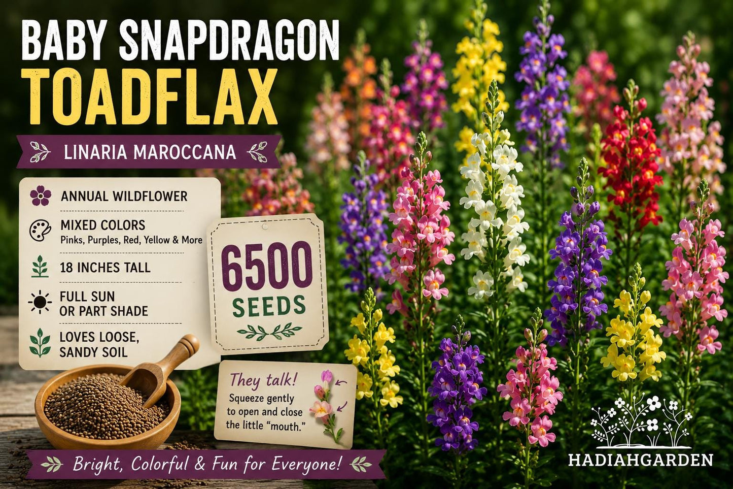 Baby Snapdragon Toadflax Seeds – Linaria maroccana, Wildflower, Mixed Colors, 6500 Seeds for Borders & Gardens