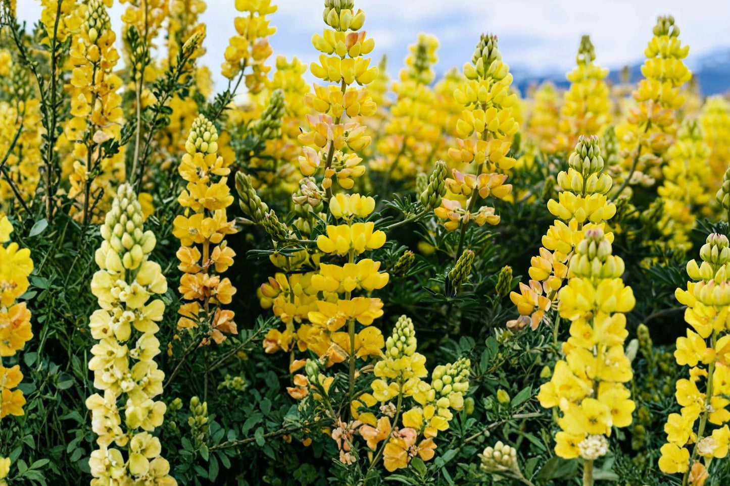 Yellow Lupine Seeds – Lupinus densiflorus 'Aureus' – Bright Yellow Annual Flower for Borders and Wildflower Gardens