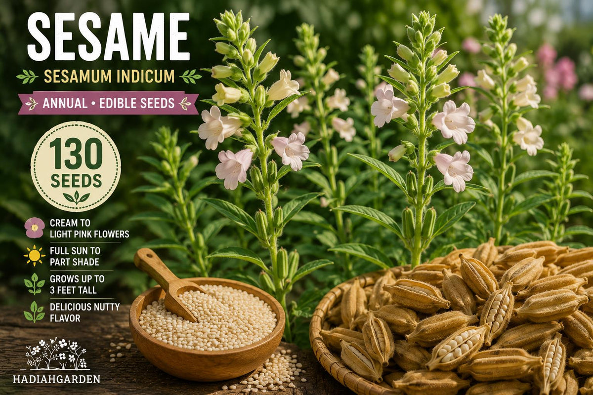 Sesame Seeds 130 Pack – Edible Seed Plant with Cream to Light Pink Flowers – Sesamum indicum Annual