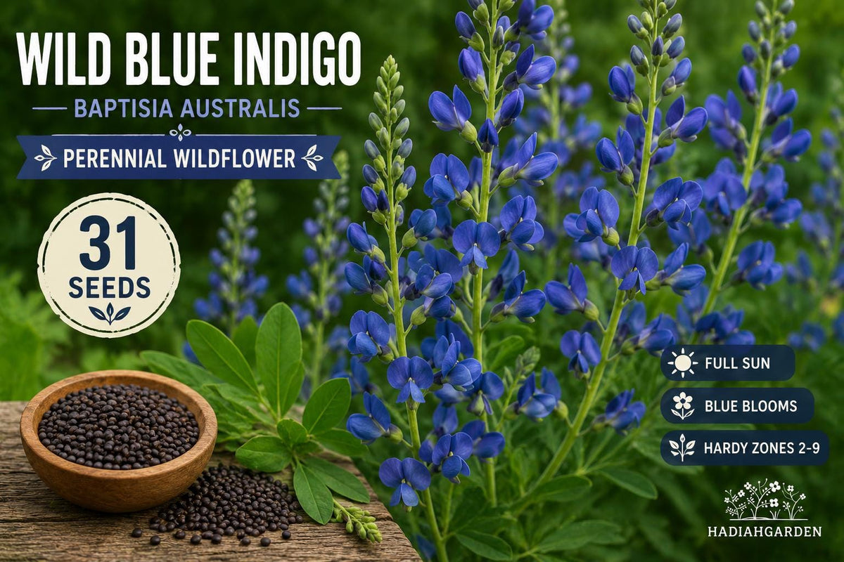 Wild Blue Indigo Seeds – Baptisia australis Perennial Wildflower for Native Gardens and Pollinator Landscapes