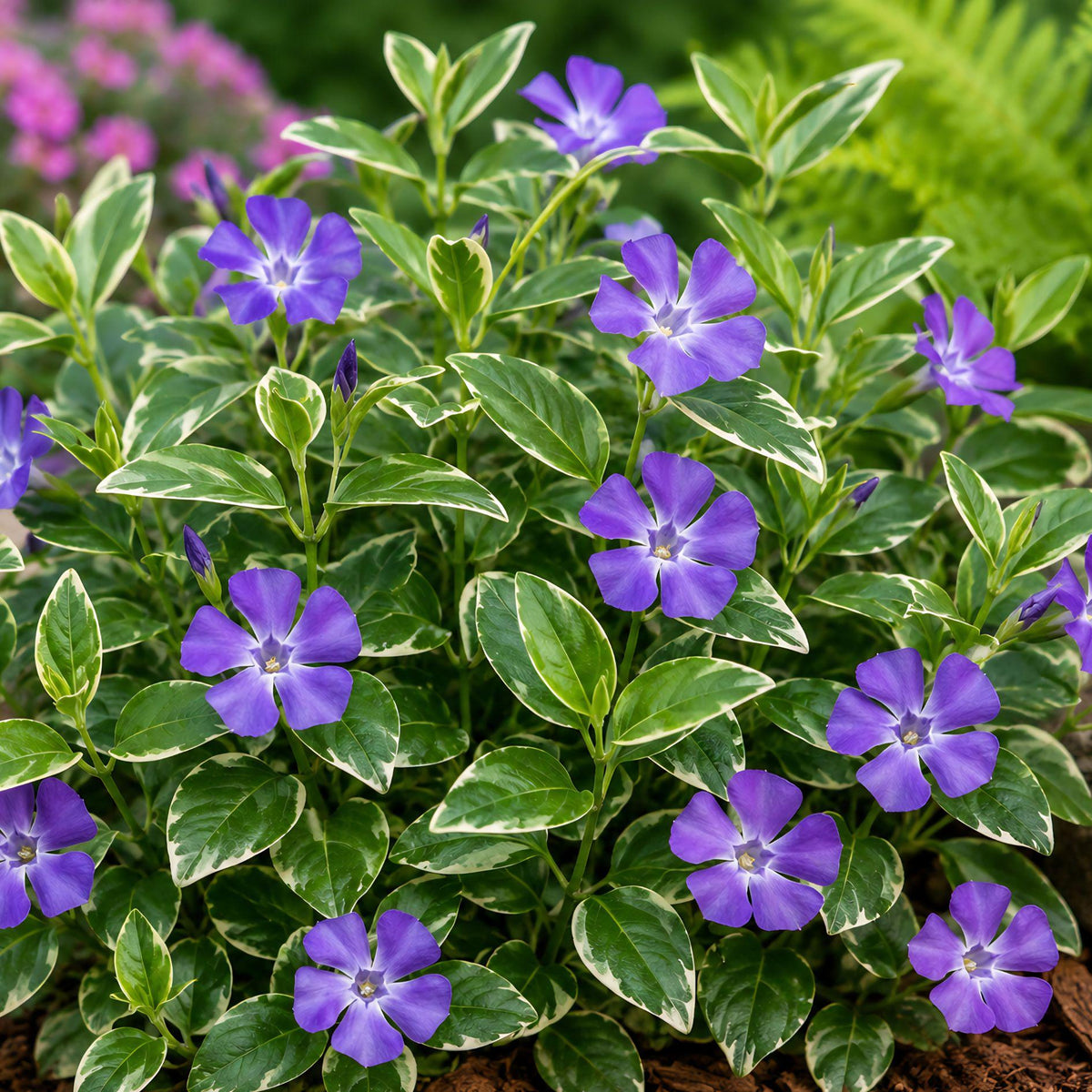 Variegated Vinca Starter Plants – Perennial Ground Cover – Green and Cream Foliage – Vinca minor