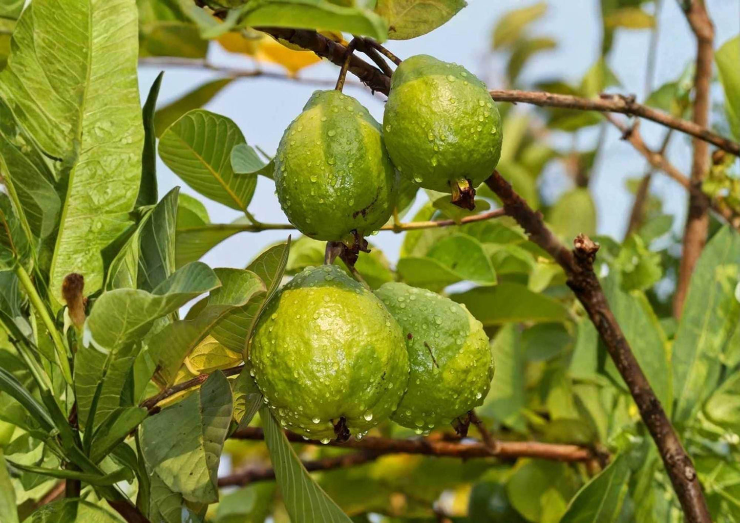 Indonesian Seedless Guava Live Fruit Tree – Psidium guajava, 1-2 Feet Tall, Tropical Edible Landscape Plant