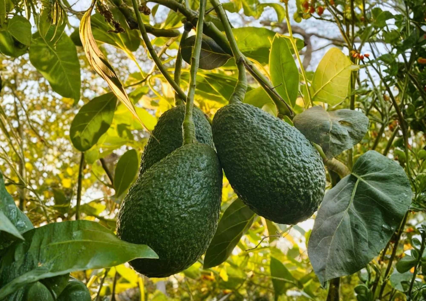 Hass Avocado Live Fruit Tree – Persea americana, 12-24 Inch Starter Plant for Home Garden, Container, or Orchard