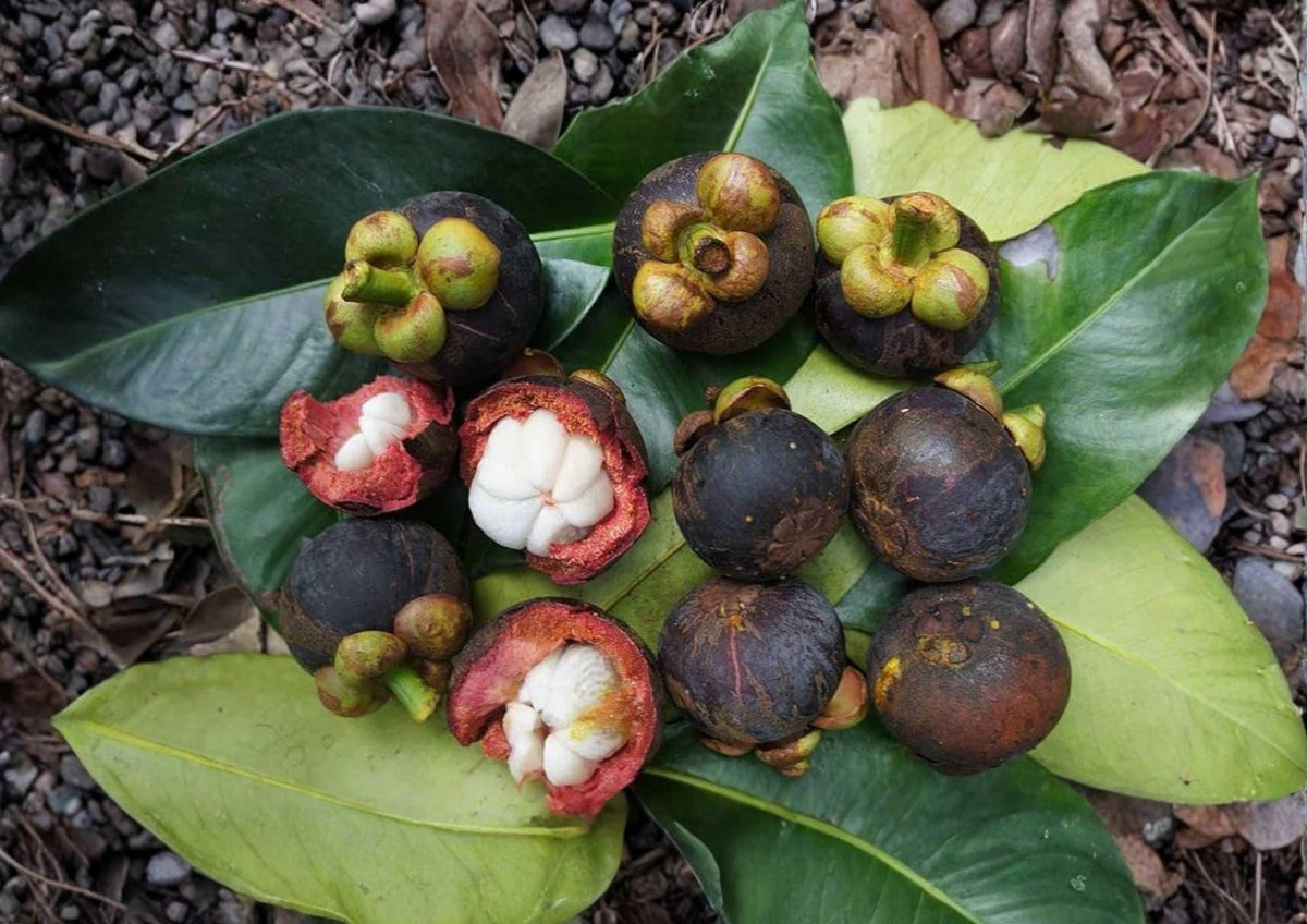 Mangosteen Live Fruit Tree – Garcinia mangostana, 12-24 inch starter plant for tropical gardens and edible landscapes