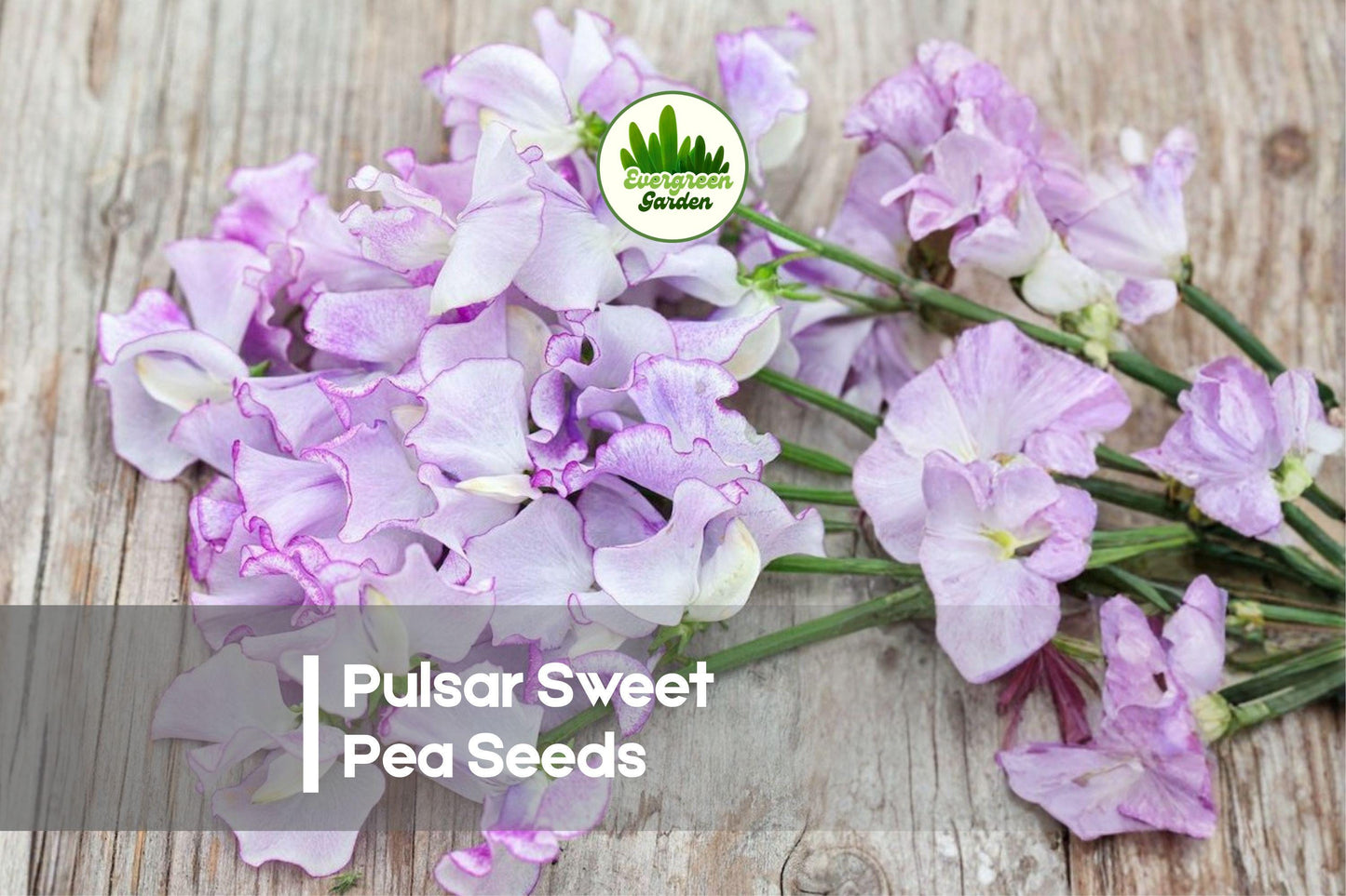 50+ Pulsar Sweet Pea Seeds, Fragrant Bi-Color Climbing Vines, Lathyrus odoratus for Gardens, Fences & Cut Flowers