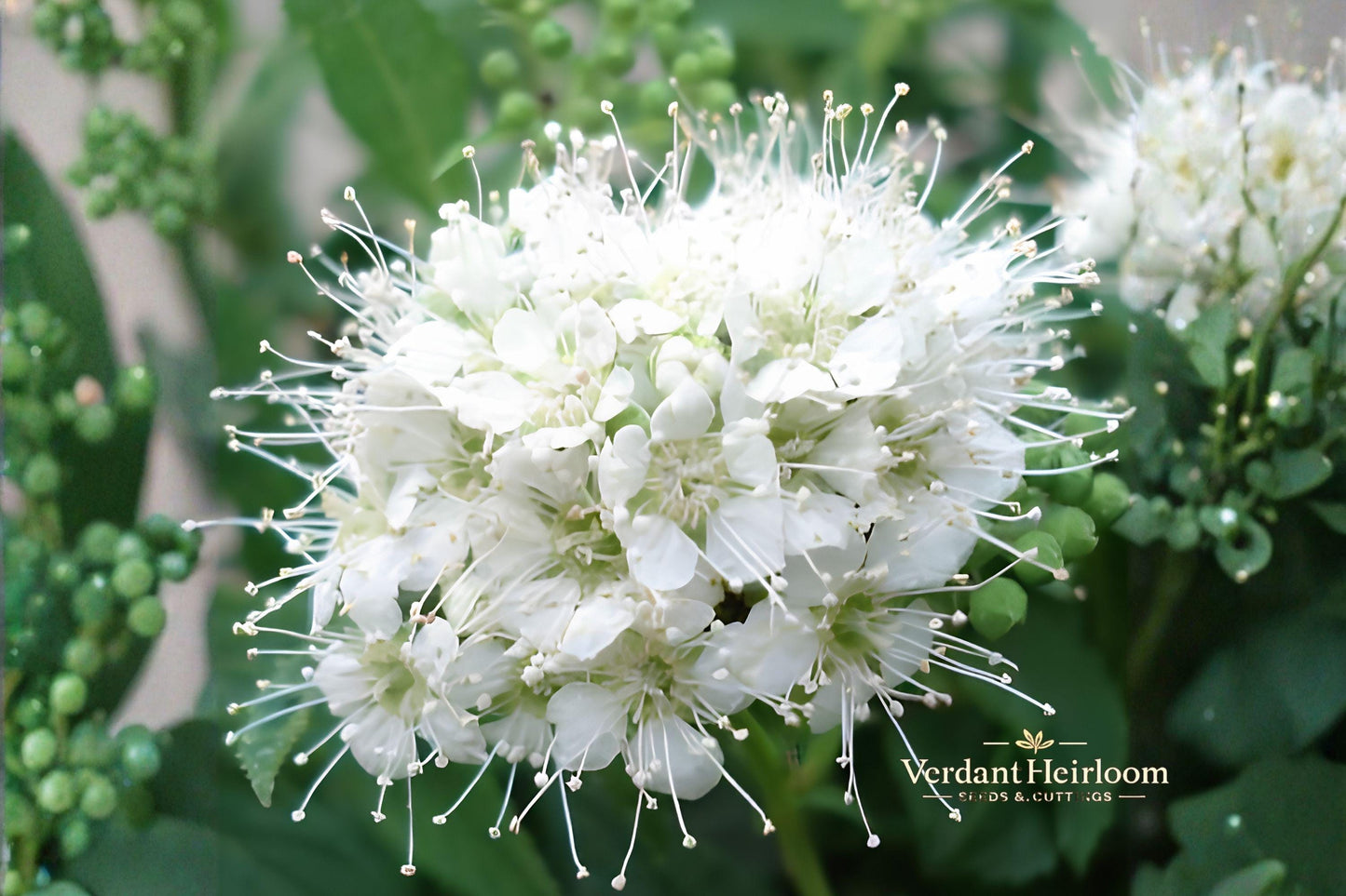 Wedding Cake Spirea Unrooted Cuttings – 10 Live 6–8 Inch White Flowering Shrubs – Spiraea nipponica Perennial Plant