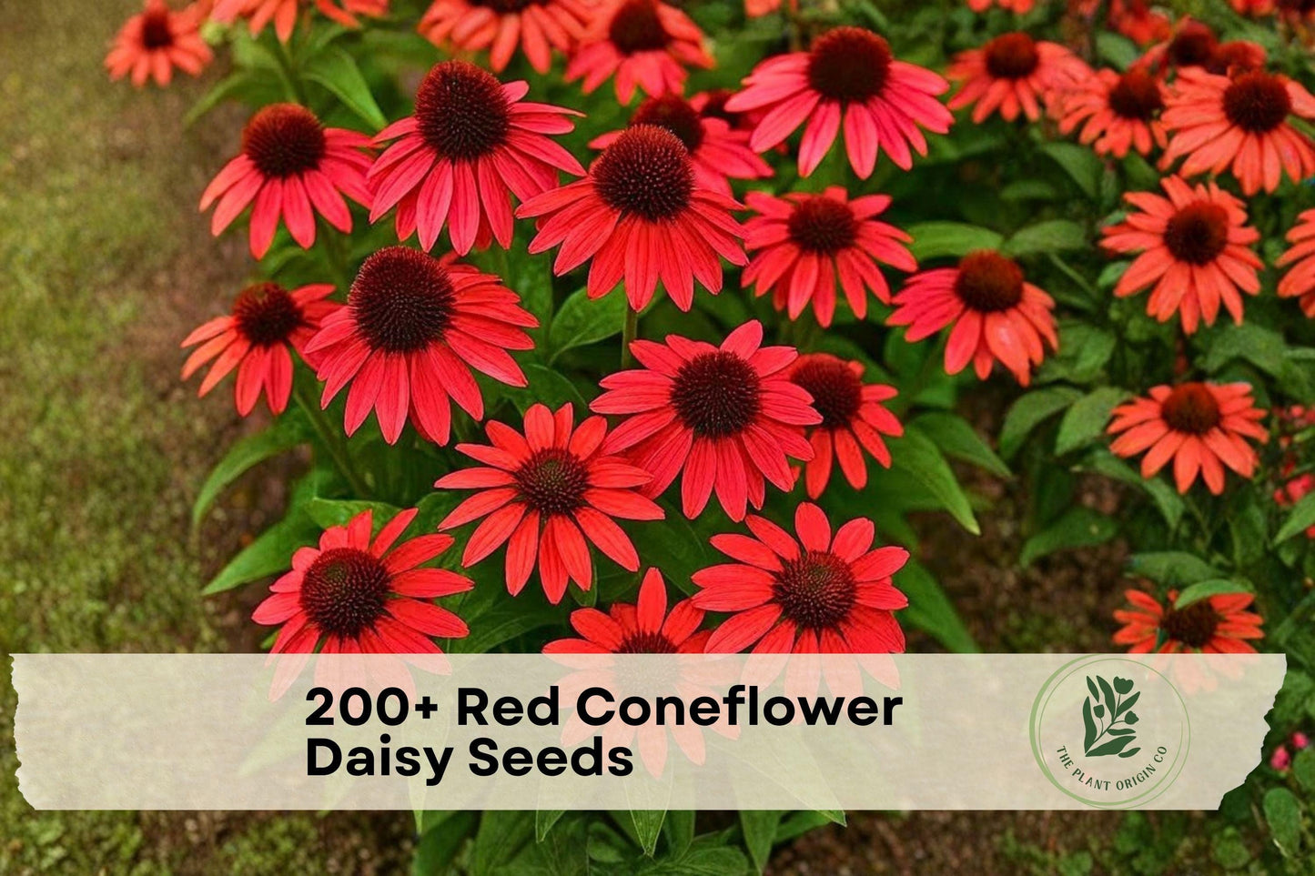 200+ Red Coneflower Seeds - Echinacea spp. Perennial Flower for Garden Beds, Borders, Pollinator Gardens