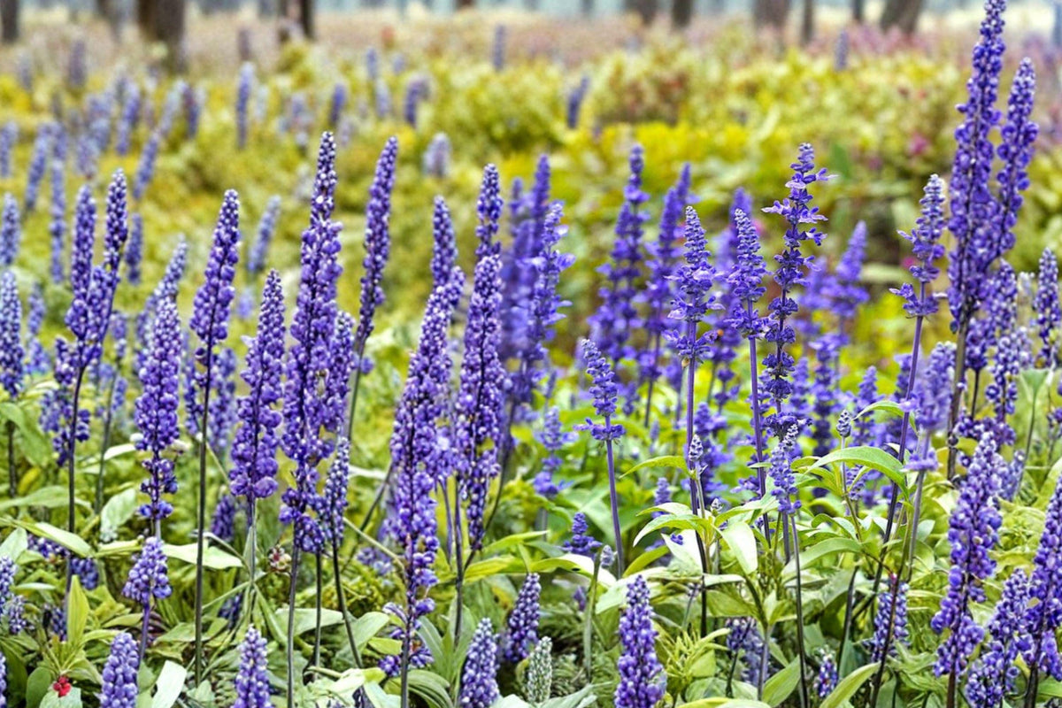 Blue Sage Seeds – 150 Salvia farinacea Perennial Flower Seeds for Pollinator Gardens and Borders