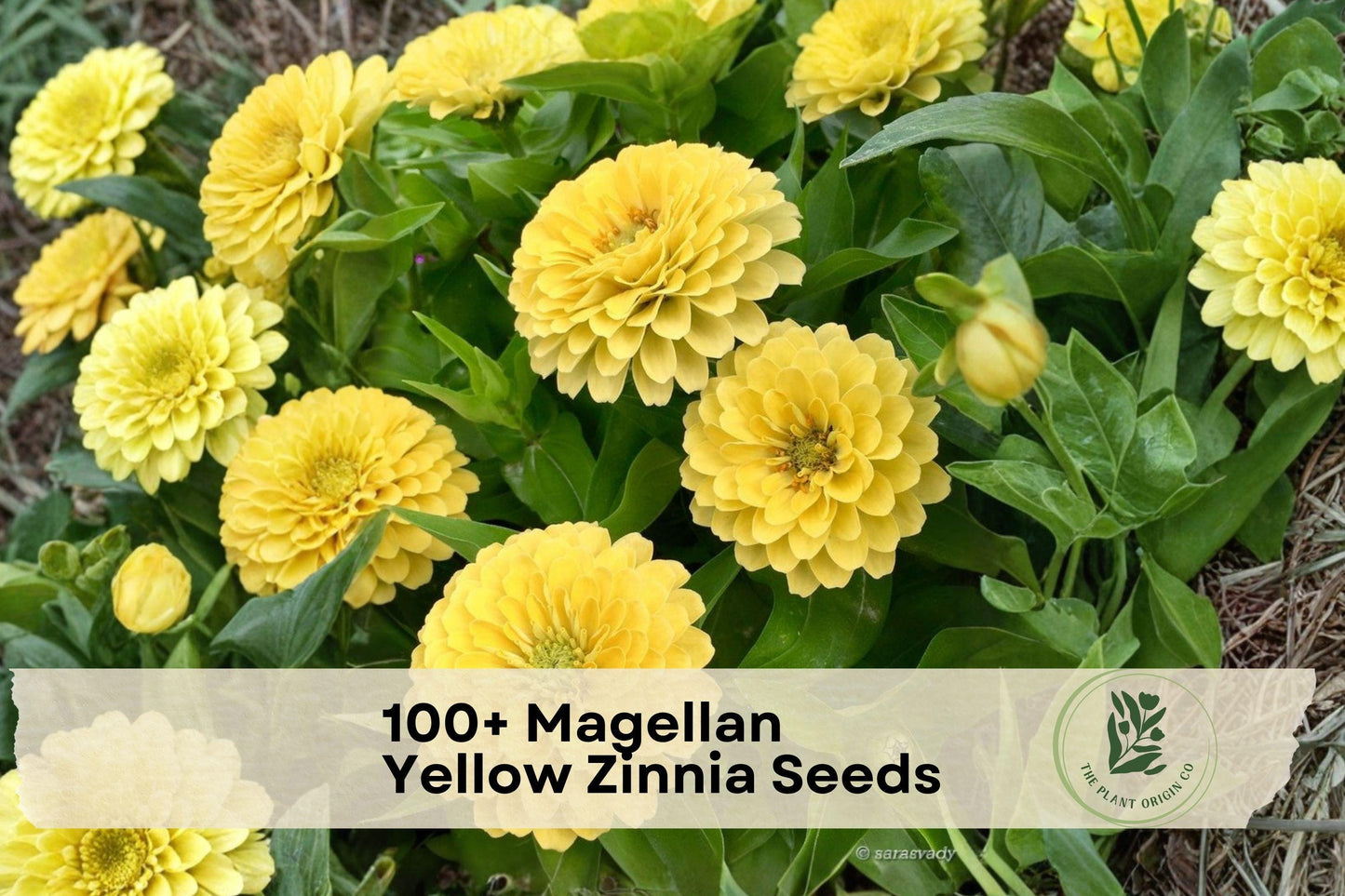 Magellan Yellow Zinnia Seeds, Bright Yellow, Annual Flower, Zinnia elegans, Compact 12-18 inches, Pollinator Friendly
