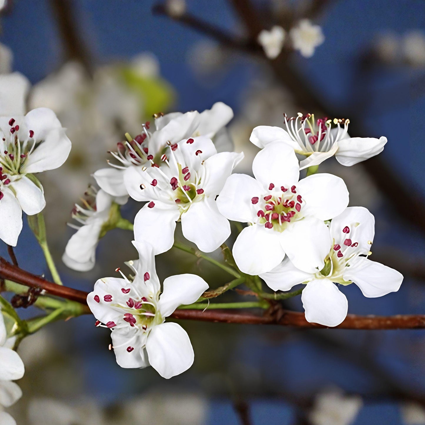 Bradford Pear Live Seedlings Set of 2 – Pyrus calleryana Ornamental Tree Plants for Landscaping, Full Sun, Well-Drained Soil