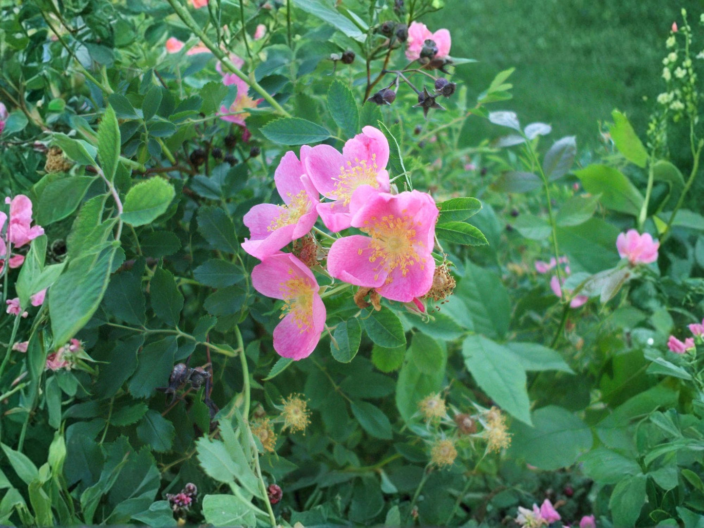 Prairie Wild Rose Flower Seeds | Rosa arkansana | Pink Blooming Shrub for Garden & Prairie Plantings | 15 Seeds