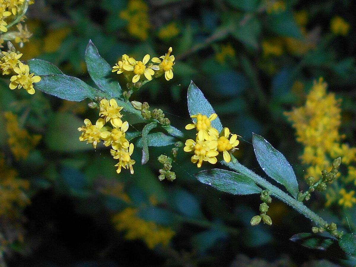 Elmleaf Goldenrod Seeds - Native Perennial Wildflower for Pollinator Gardens & Prairie Landscapes - Solidago ulmifolia