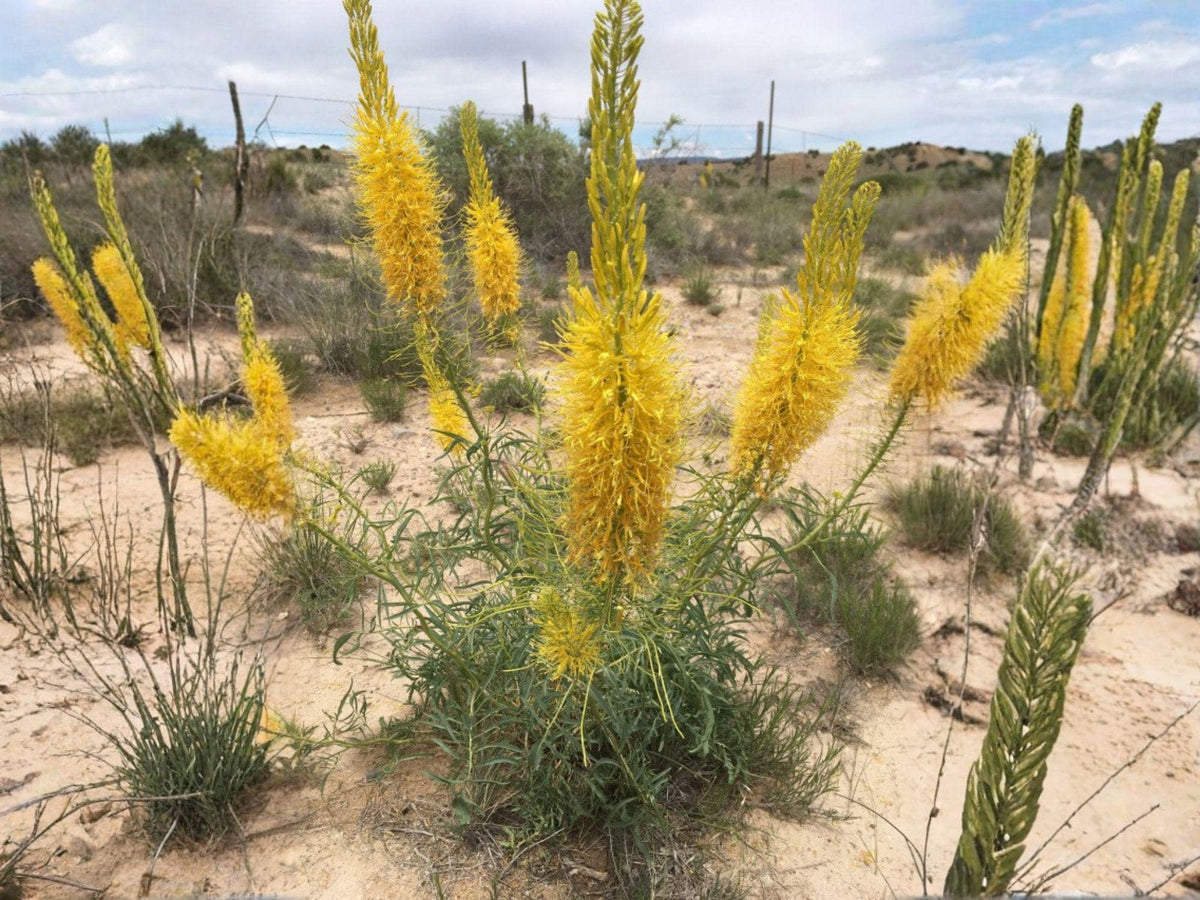 Prince’s Plume Flower Seeds | Stanleya Pinnata | Bright Yellow Blooms | Perennial Garden Plant for Dry Landscapes