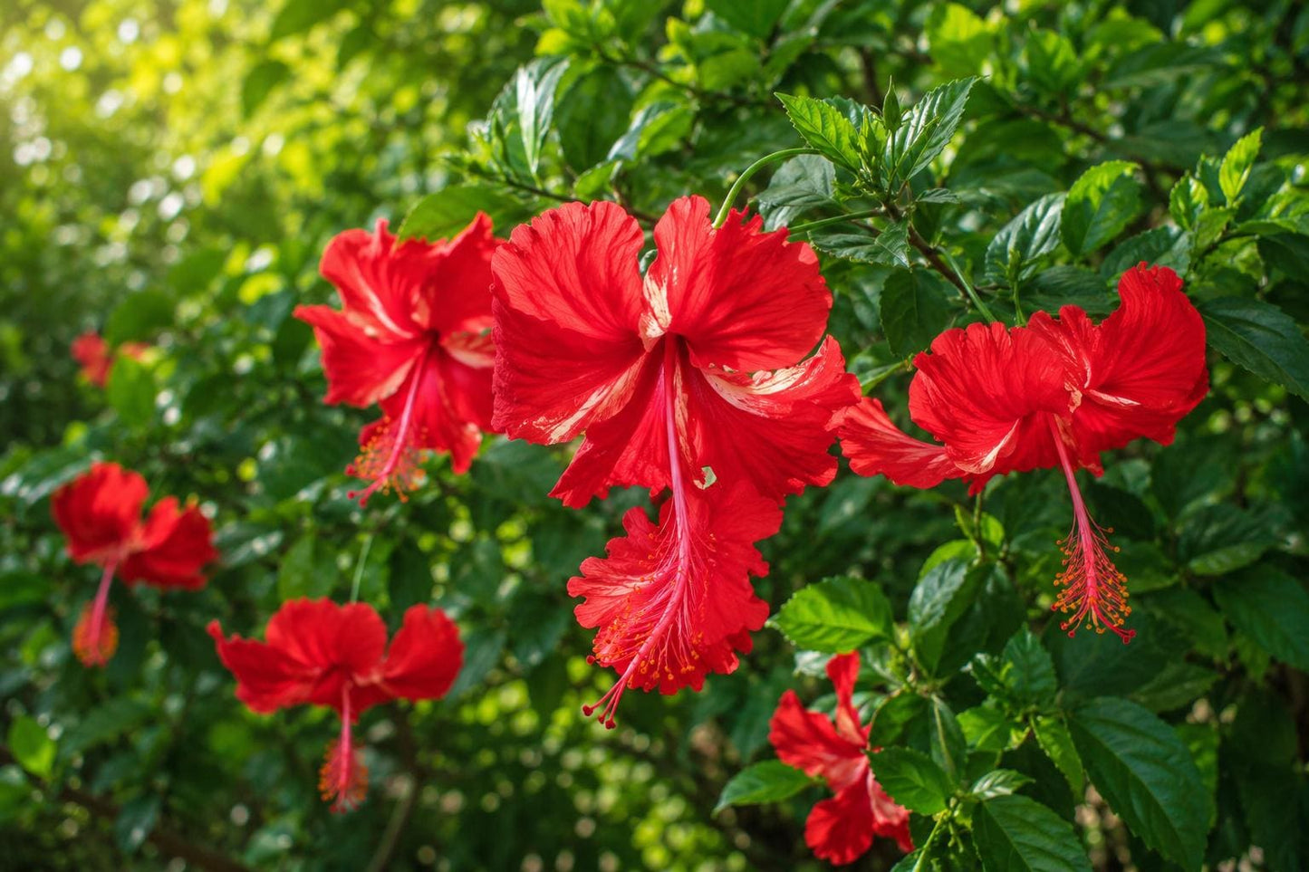 Tropical Hibiscus Plant - Red Pom Pom Poodle Tail Flowers - Hibiscus rosa-sinensis - Garden, Container, Pollinator Magnet