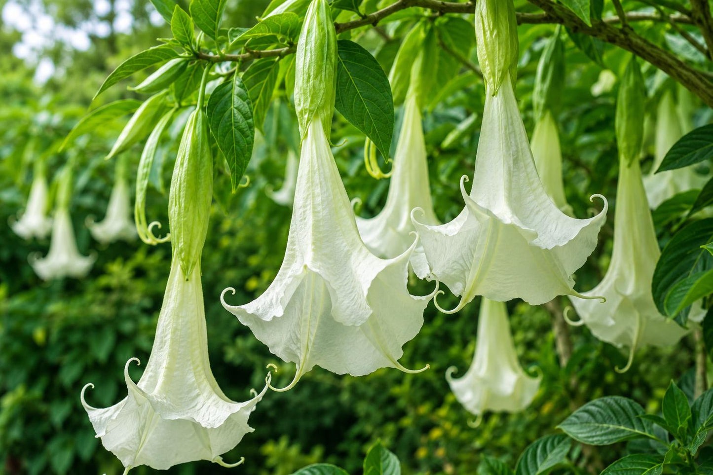 Shredded White Fantasy Brugmansia Plant - Rare Tropical Angel's Trumpet for Garden or Indoor Decor