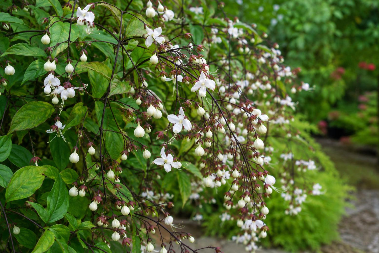 Tropical Plant Light Bulbs Chains of Glory Clerodendrum Unusual White Flowers Indoor Outdoor