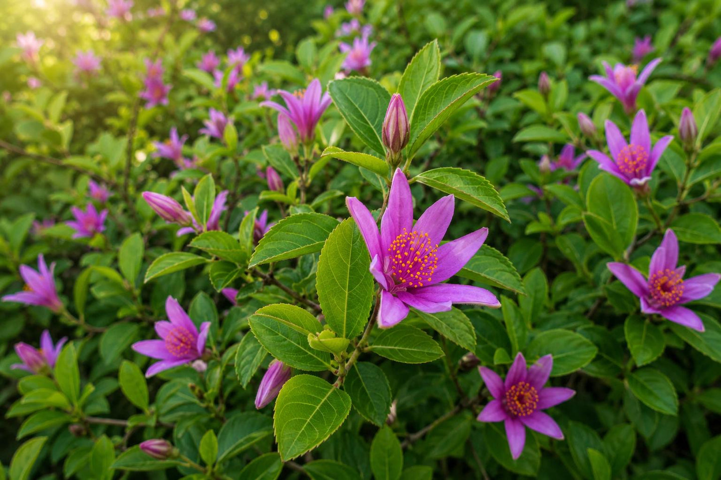 African Star Flower Plant - Tropical Tree - Purple Pink Blooms - Pentas lanceolata
