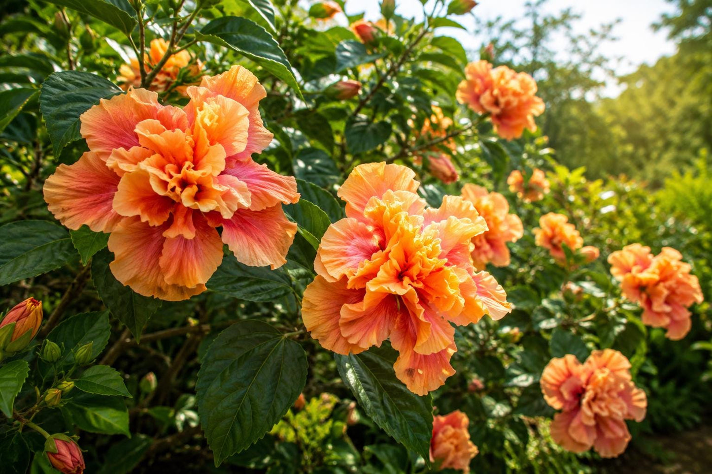 Tropical Hibiscus Plant - Double Fancy Peach Lavender - Hibiscus rosa-sinensis - Garden, Patio, Flowering Shrub