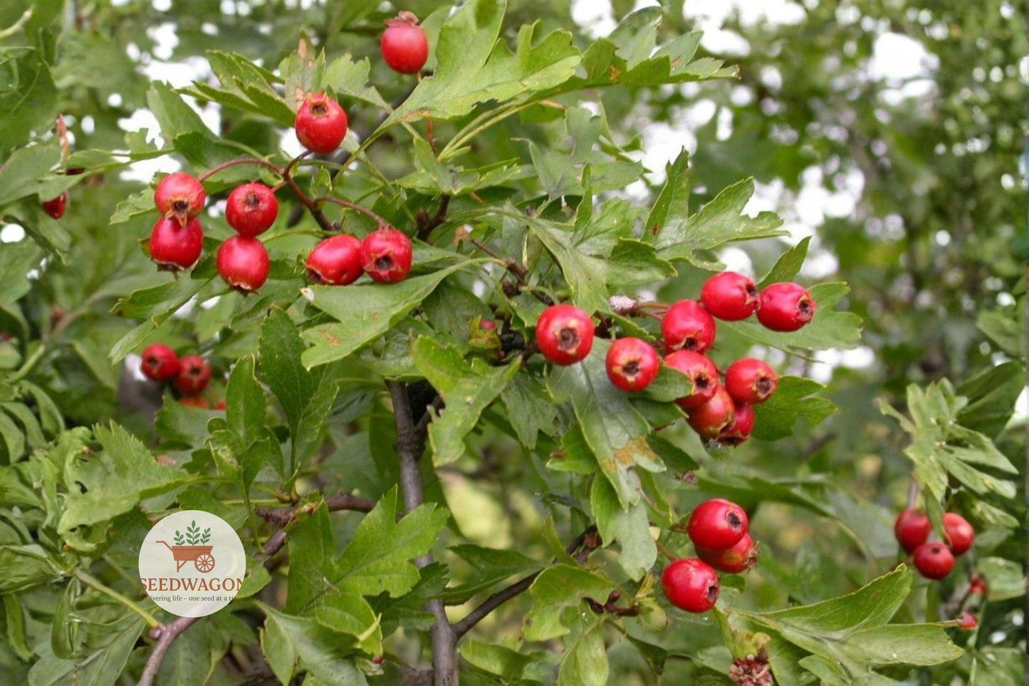 English Hawthorn Seeds – Crataegus monogyna Flowering Tree, Hardy, Edible Fruits, Wildlife-Friendly, Hedge, Bonsai, 20 Seeds