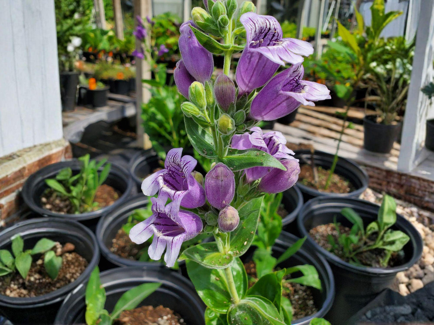 Showy Beardtongue Flower Seeds | Penstemon cobaea | Prairie Garden Perennial | Pink, Lavender & Purple Blooms
