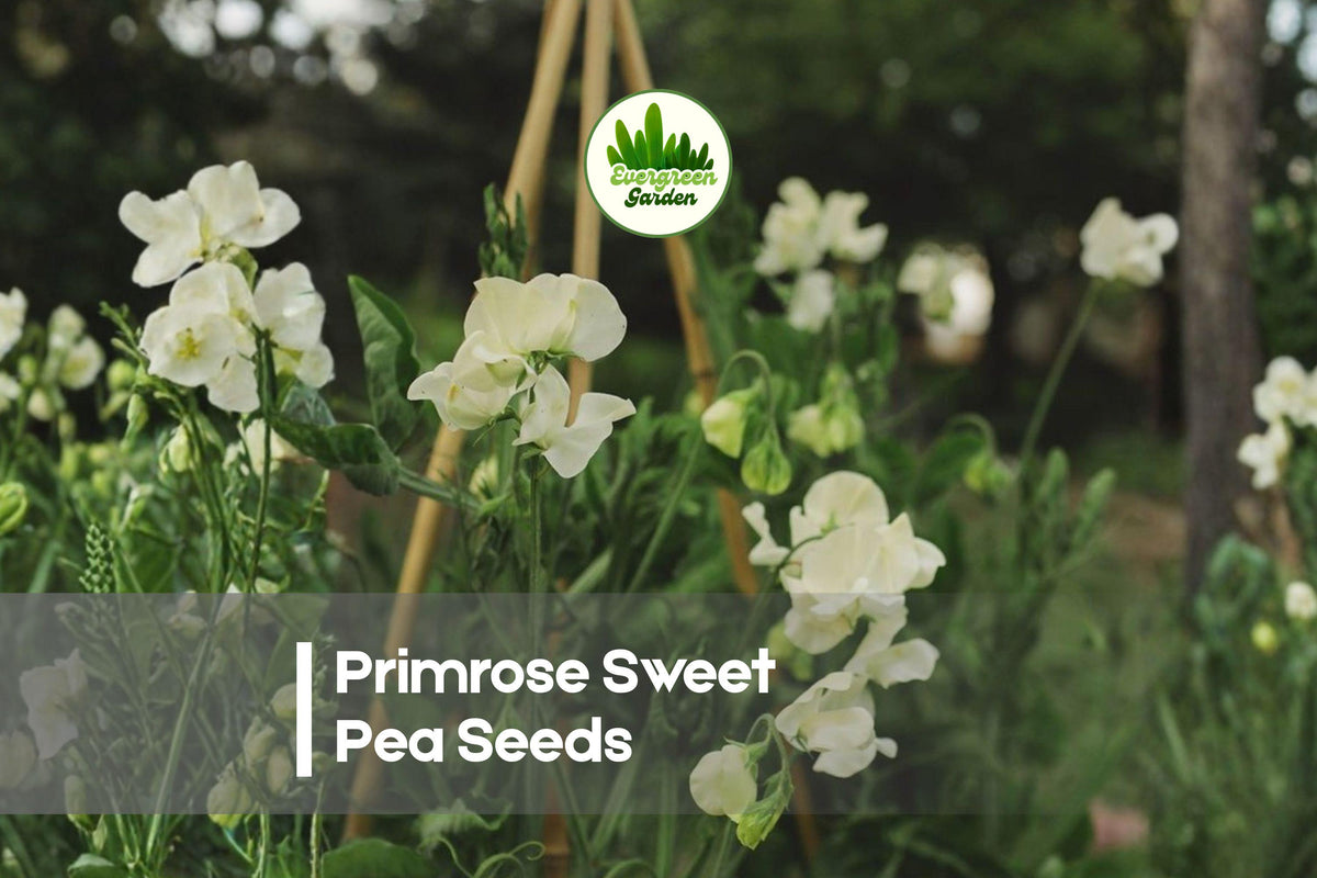 50+ Primrose Sweet Pea Seeds - Fragrant Climbing Vine with Primrose Yellow Blooms, Lathyrus odoratus, for Cottage Gardens & Vertical Displays