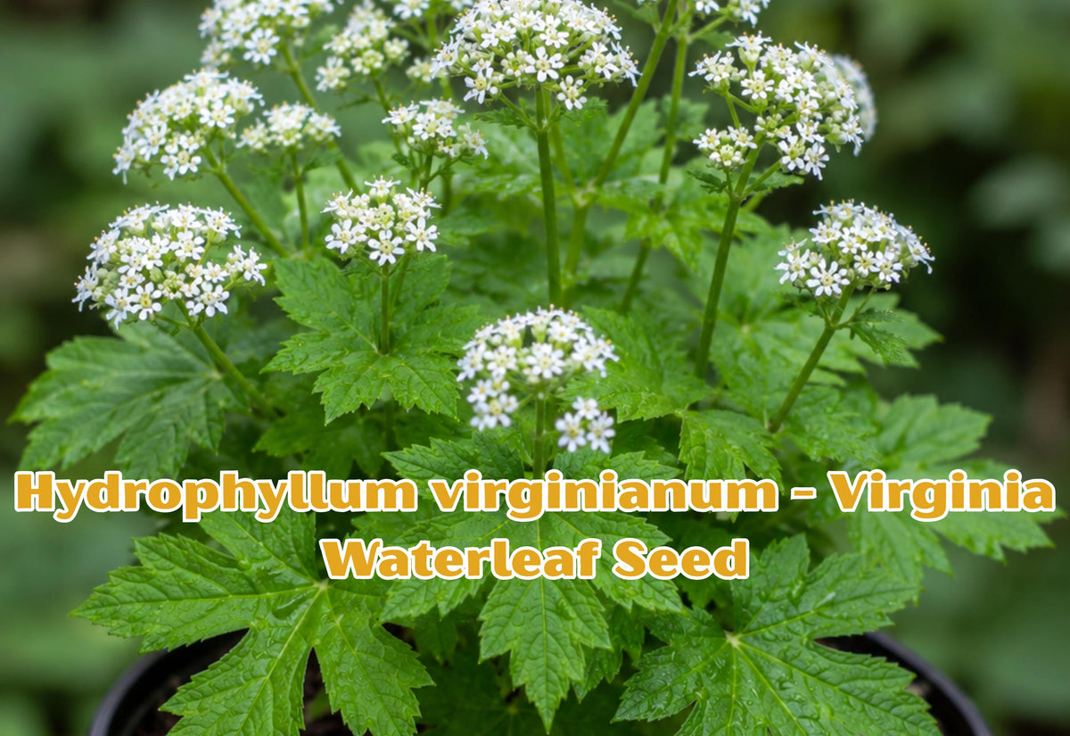 Virginia Waterleaf Seeds – Native Woodland Wildflower for Shade Gardens, Lavender Purple Perennial Plant, Hydrophyllum virginianum