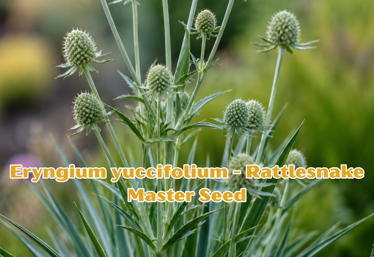 100 Seeds Eryngium yuccifolium Rattlesnake Master Perennial Wildflower for Pollinator Gardens & Native Landscaping