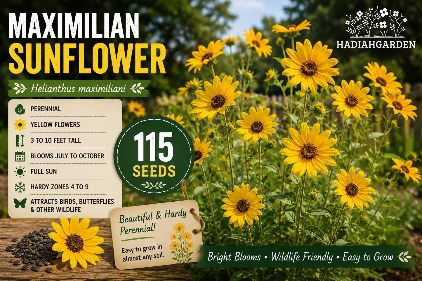 Maximilian Sunflower Seeds 115 Helianthus maximiliani Perennial Bright Yellow Flowers for Wildlife Gardens