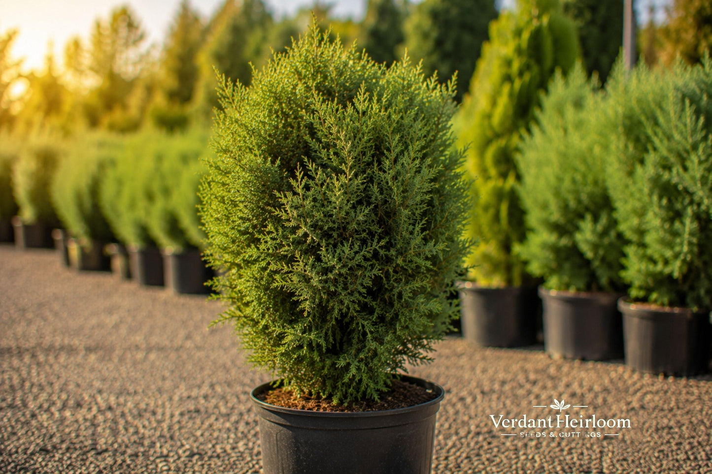 Juniper Hedge Unrooted Cuttings | Evergreen Shrub for Privacy & Landscaping | Dense Green Foliage | USDA Zones 5-9