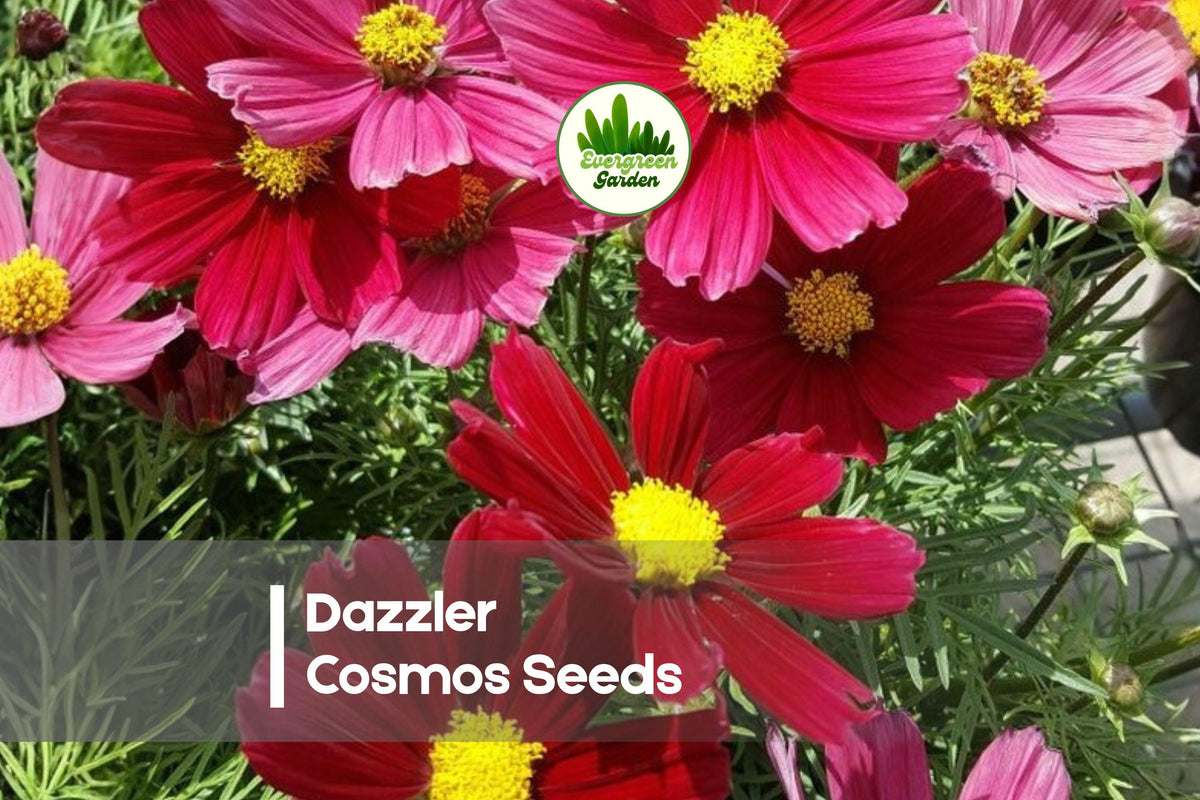 Dazzler Cosmos Seeds – Bright Crimson & Rose Flowers, Annual, Cosmos bipinnatus, 200 Seeds for Borders, Cut Flowers & Pollinator Gardens