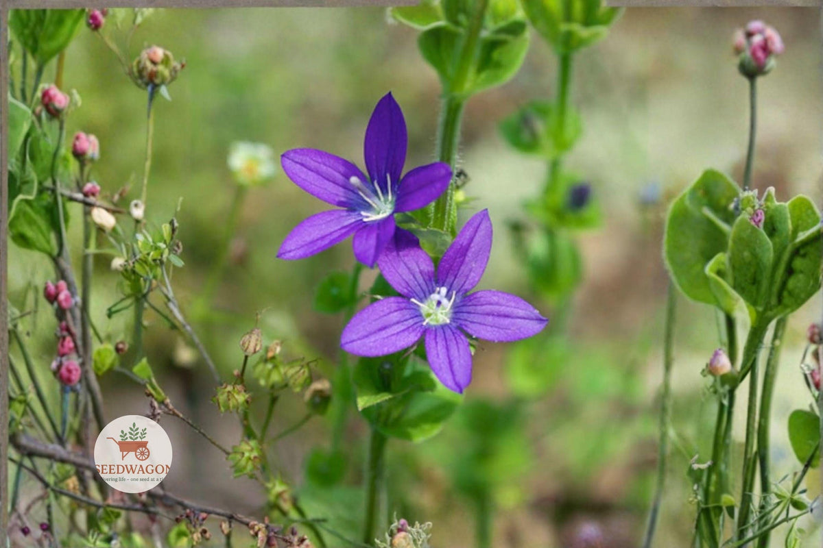 Venus' Looking Glass Seeds 1000 – Triodanis perfoliata Native Purple Wildflower Plant for Pollinators