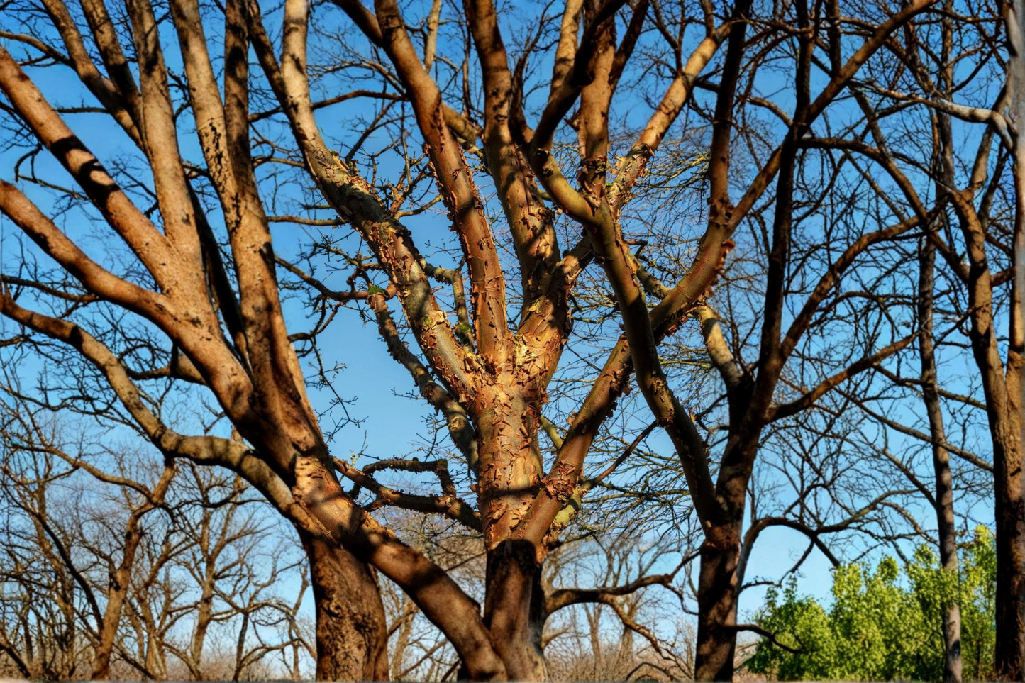 Paperbark Maple Seed – Acer griseum, Deciduous Tree for Garden & Landscape Planting