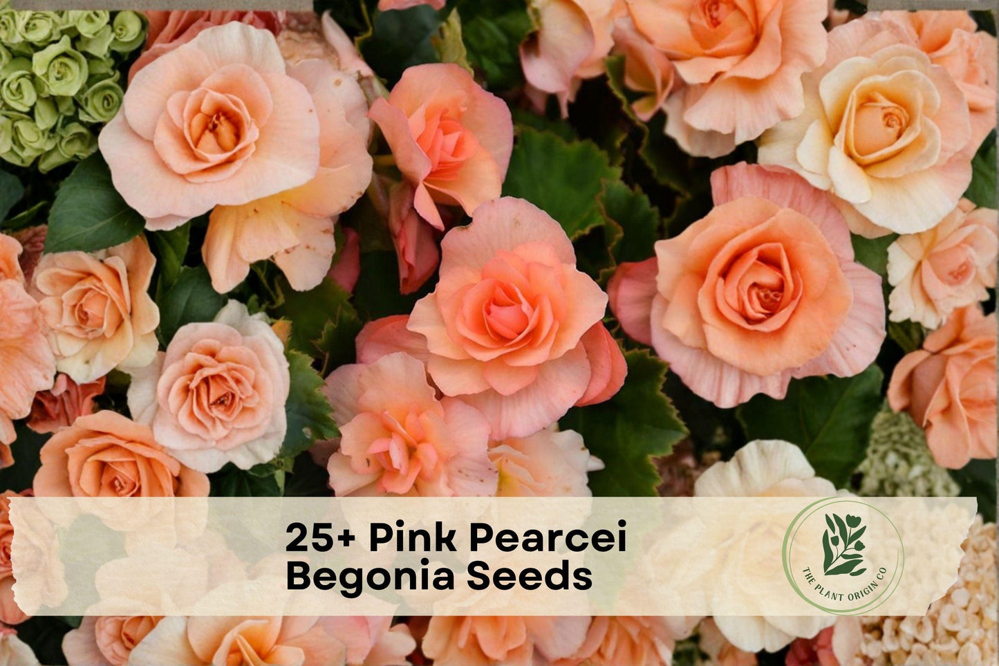 Pink Pearcei Begonia Seeds – Flowering Ornamental Plant for Shade & Containers, Begonia pearcei