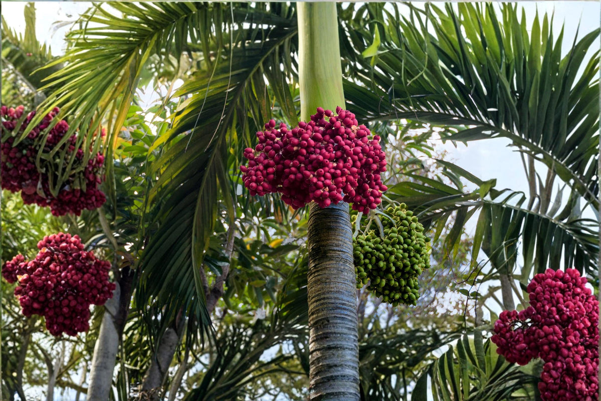 Royal Red Palm Seeds – Roystonea regia Tropical Palm Tree for Outdoor Garden Landscaping