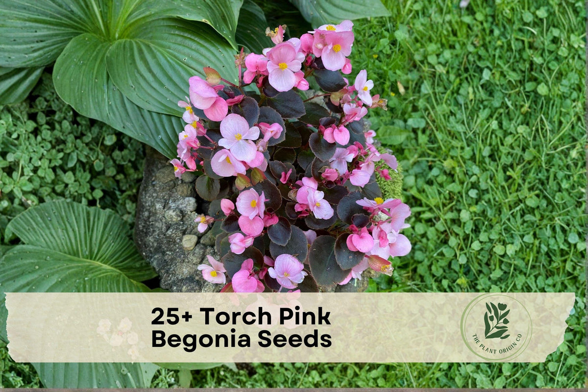 Torch Pink Begonia Seeds – Flowering Ornamental Plant for Containers & Shade Gardens, Begonia spp.