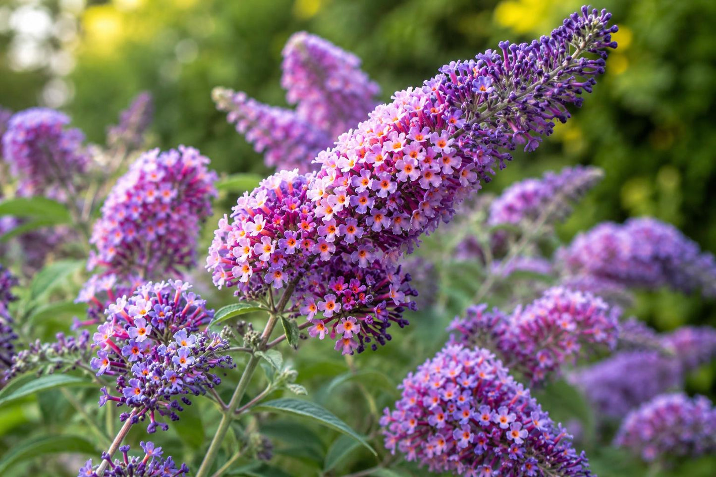Butterfly Bush Plant - Bi-Color Flower Power Buddleia davidii, 8-10" Tall, Attracts Butterflies & Hummingbirds
