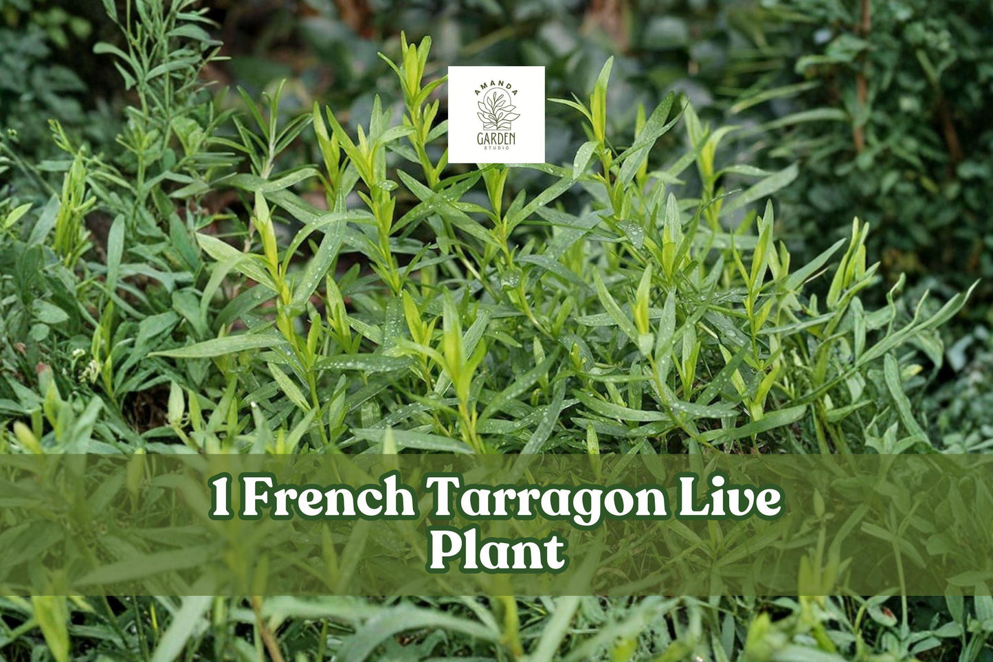 French Tarragon Live Herb Plant Plug – Culinary Herb, Artemisia dracunculus sativa, Green Foliage, Kitchen Garden, Patio Container