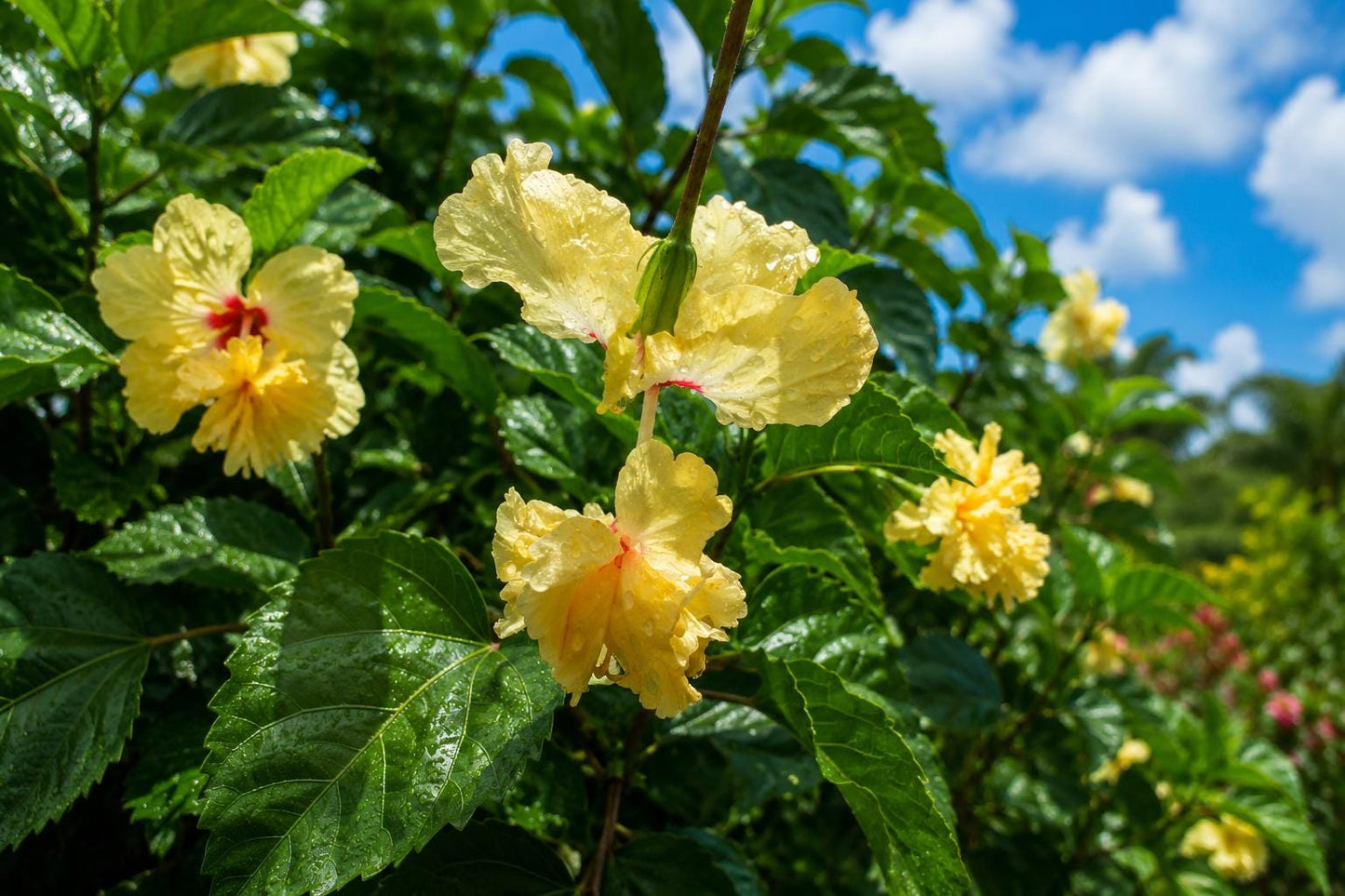 Yellow Rose Seeds - 50 Pack for Home Gardening, Vibrant Blooming Rosa spp.