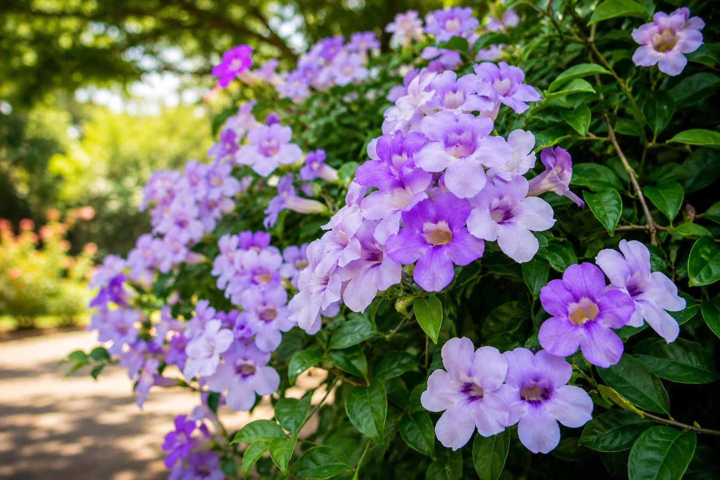 Garlic Vine Live Plant - Starter Size with Purple Trumpet Flowers - Mansoa alliacea Climbing Vine for Garden, Fence, or Container