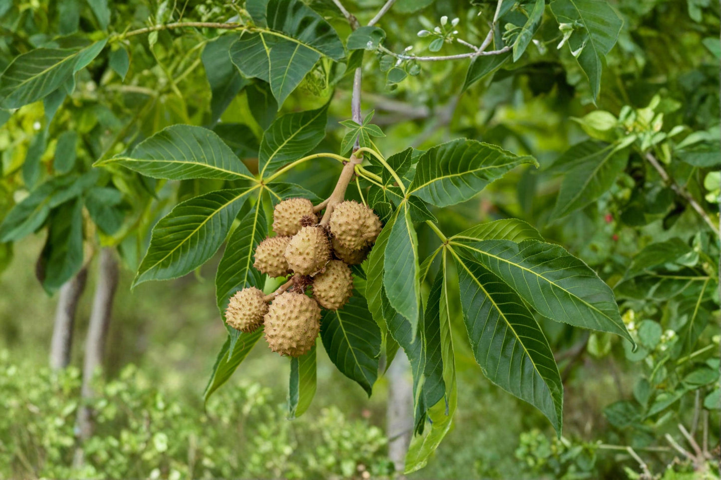 Buckeye Tree Seeds – Aesculus glabra, 2 Pack, Deciduous Nut Tree for Landscaping and Native Gardens